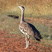 Australian Bustard